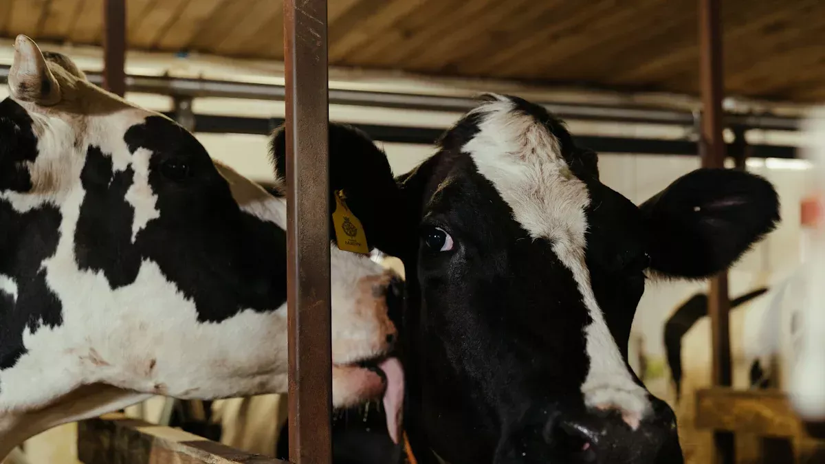 Quelles sont les trois étapes de la production de lait?