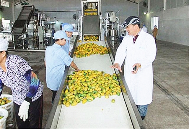 Chine Ananas Oignon Raisin Industriel Légumes Jus De Fruits Squeeze Extracteur  Machine Pour Faire Des Fabricants De Jus, Usine - Bas Prix - MIKIM
